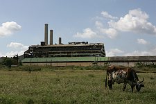 A cow grazes in front of one of many sugar mills standing idle. Camilo Cienfuegos, Cuba, Monday, March 19, 2007.