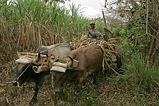 A peasant at the plantation of sugarcane. Santiago de Cuba, Cuba, Friday, March 2, 2007.