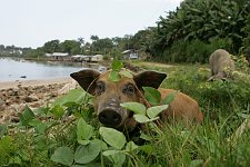 A pig, as a typical representative of livestock, grazes at provintional beaches covered with fallen coco-nuts. Baracoa, Cuba, Saturday, March 3, 2007.